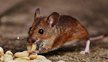 24 Hour & Emergency Exterminators in Upper Dublin, PA